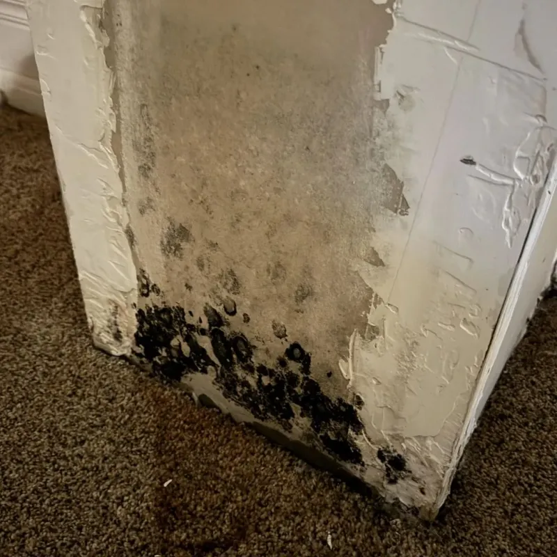 Professional Mold Removal in Mayfield, KY